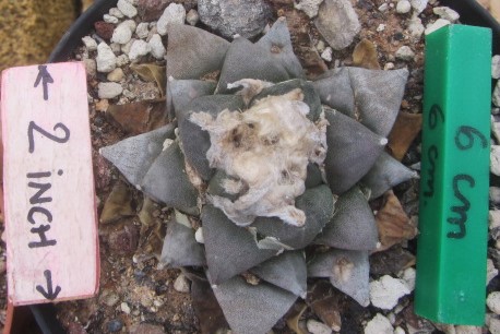 Ariocarpus cv hybrid furfuraceus x lloy f2