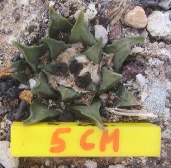 Ariocarpus cv retusus furf x aga f2