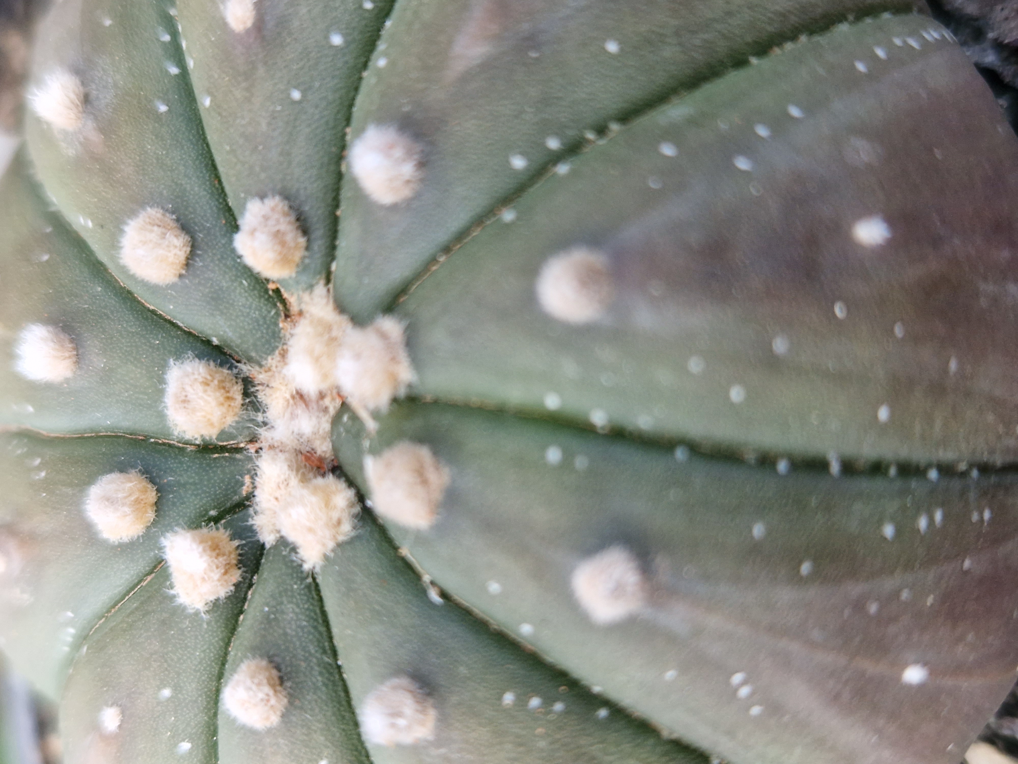 Astrophytum <br>asterias 