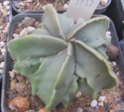 Astrophytum <br>myriostigma fukuryu nudum