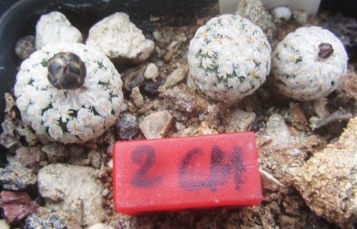 Turbinicarpus <br>valdezianus albiflorus