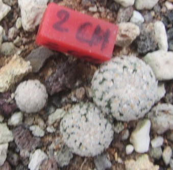 Turbinicarpus <br>valdezianus albiflorus