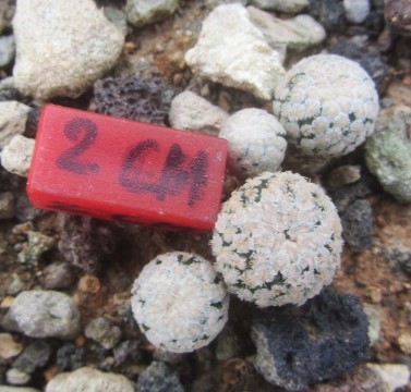 Turbinicarpus <br>valdezianus albiflorus