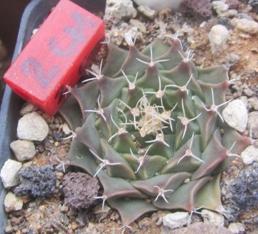 Obregonia <br>denegri