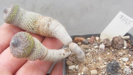Epithelantha <br>pachyrhiza