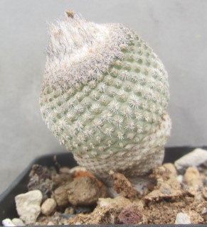 Epithelantha <br>pachyrhiza