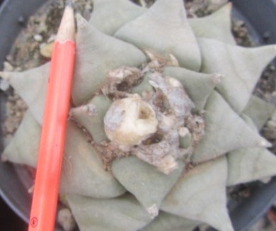 Ariocarpus <br>retusus furfuraces
