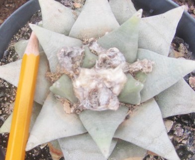 Ariocarpus <br>retusus furfuraceus