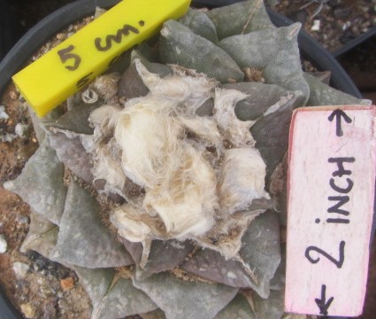 Ariocarpus <br>cv f1 fiss lloy x furf