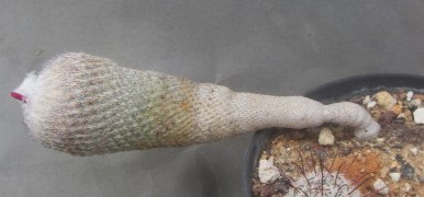 Epithelantha <br>pachyrhiza