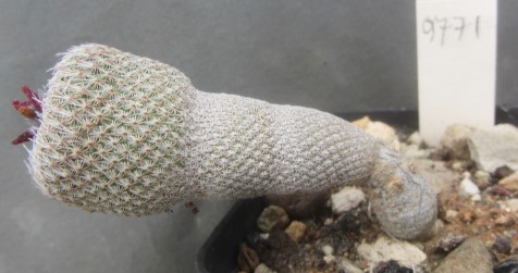 Epithelantha <br>pachyrhiza