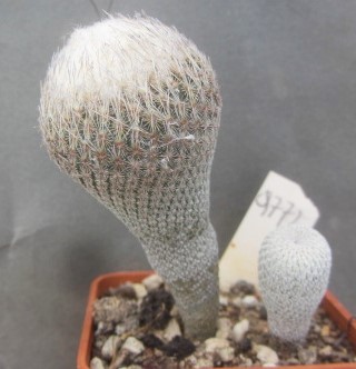 Epithelantha <br>pachyrhiza