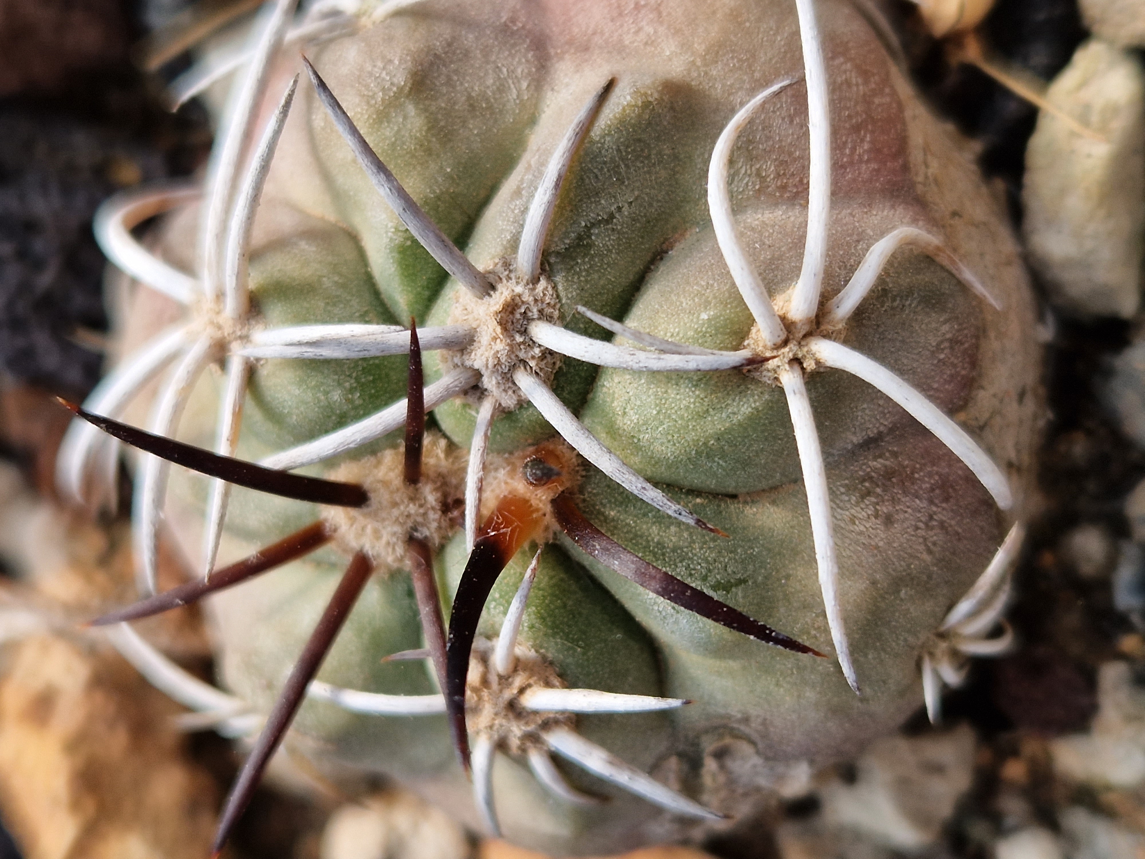 Copiapoa <br>coquimbana vallenarensis