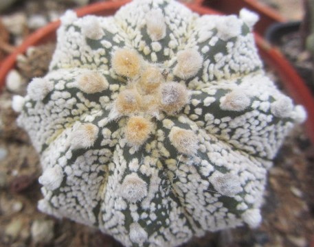 Astrophytum cv f3 cap x kab