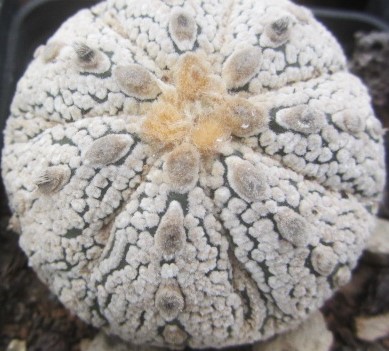 Astrophytum <br>asterias super kabuto