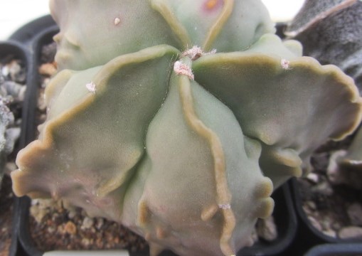 Astrophytum <br>myriostigma fukuryu nudum