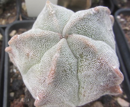 Astrophytum <br>myriostigma fukuryu