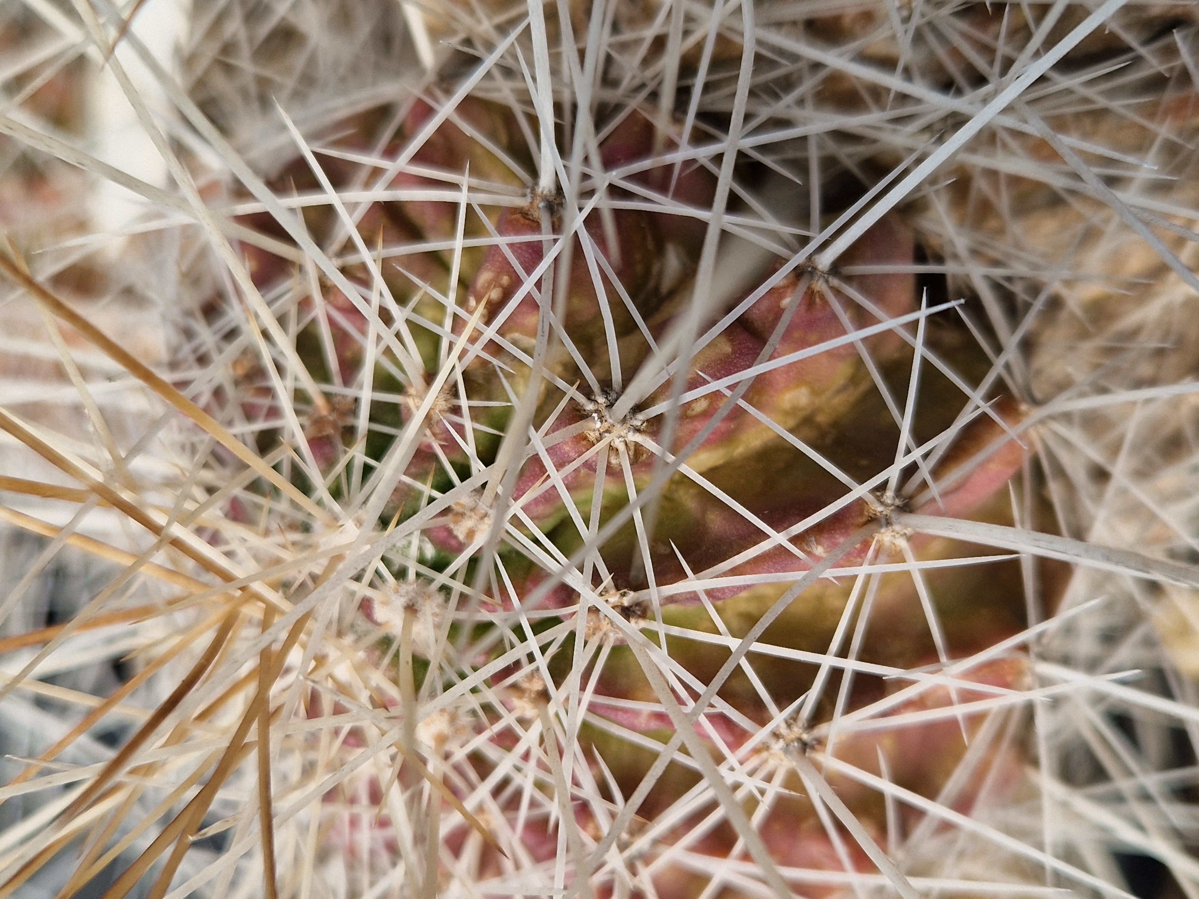 Echinocereus <br>conglomeratus