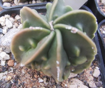 Astrophytum <br>myriostigma nudum fukuryu 