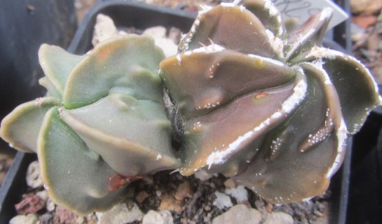 Astrophytum myriostigma fukuryu nudum
