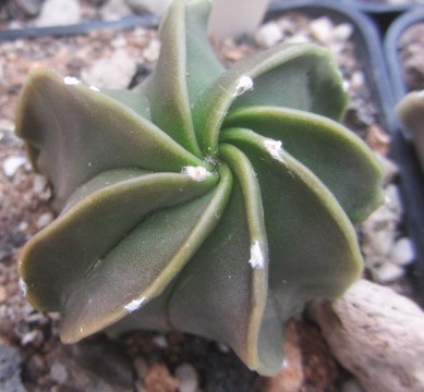 Astrophytum <br>myriostigma fukuryu nudum