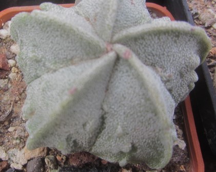 Astrophytum <br>myriostigma fukuryu