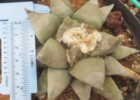 Ariocarpus <br>retusus furfuraces