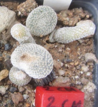 Puna <br>clavaroides