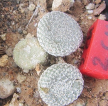 Puna <br>clavaroides