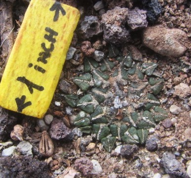 Ariocarpus <br>kotschoubeyanus elephantidens