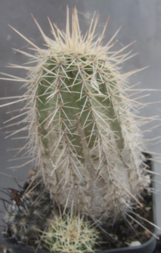 Echinocereus <br>polyacanthus huitcholensis
