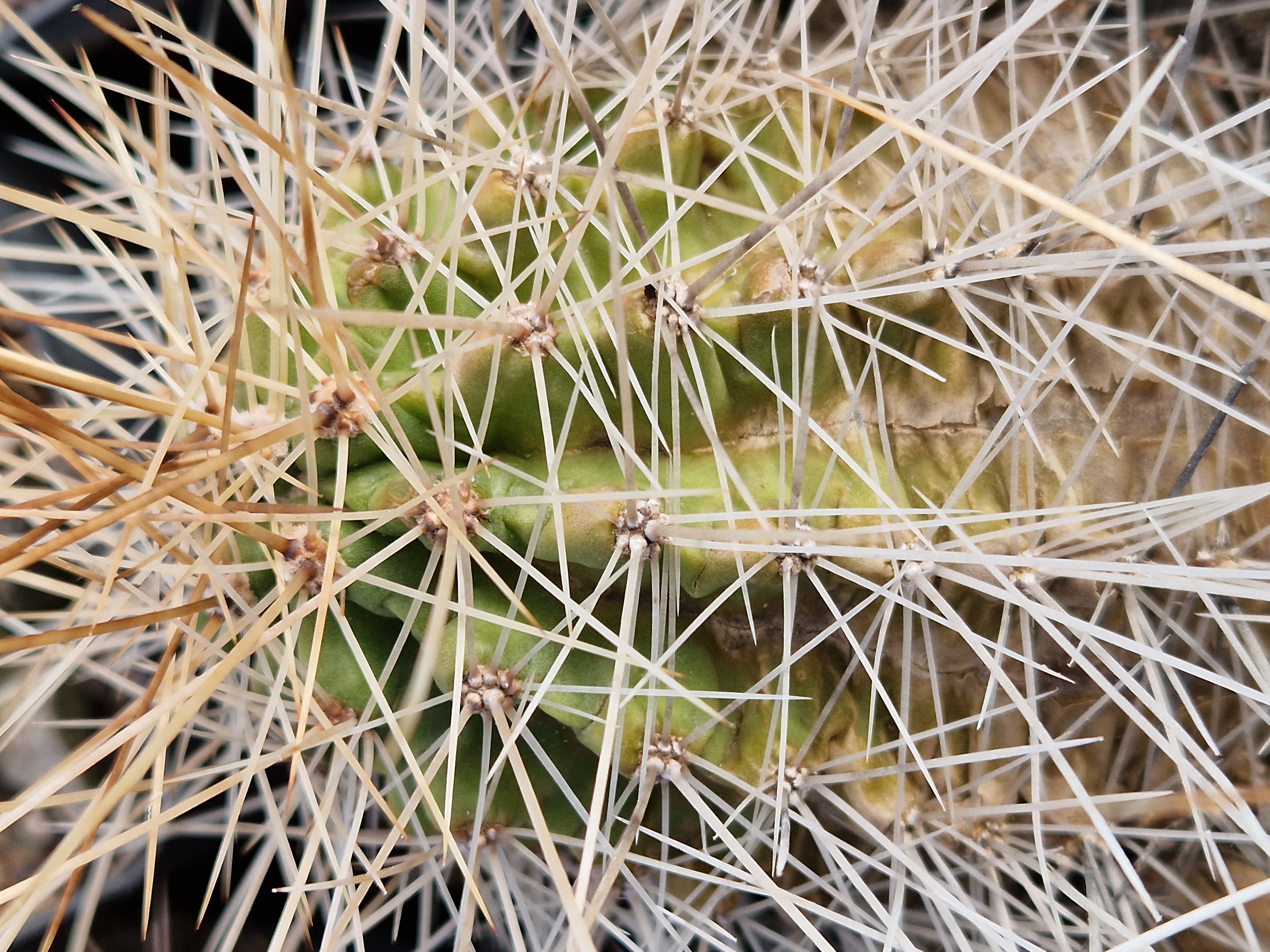 Echinocereus <br>sp