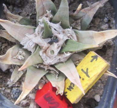 Ariocarpus cv hybrid retusus x aga