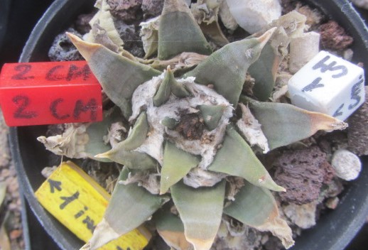 Ariocarpus <br>cv hybrid retu furf x aga
