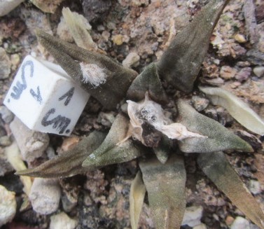 Ariocarpus cv f2 agavoides x retusus