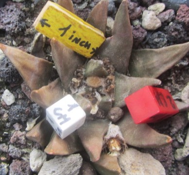 Ariocarpus cv f2 scaphirostris x retu furf