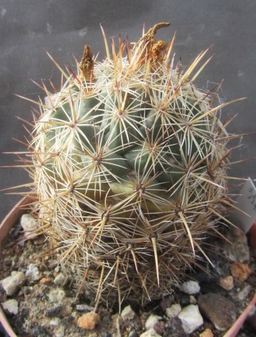 Coryphantha reduncispina