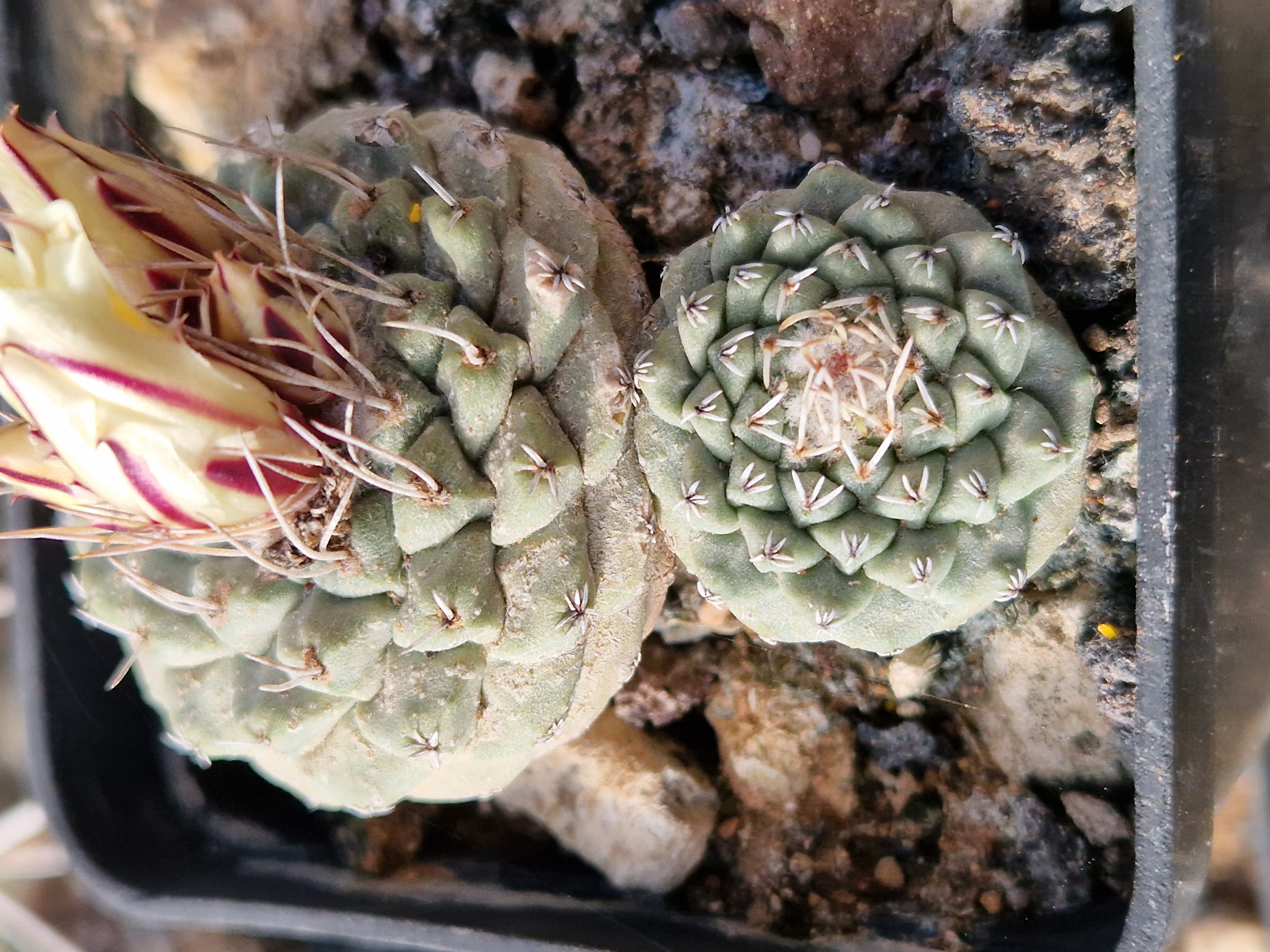 Strombocactus <br>disciformis