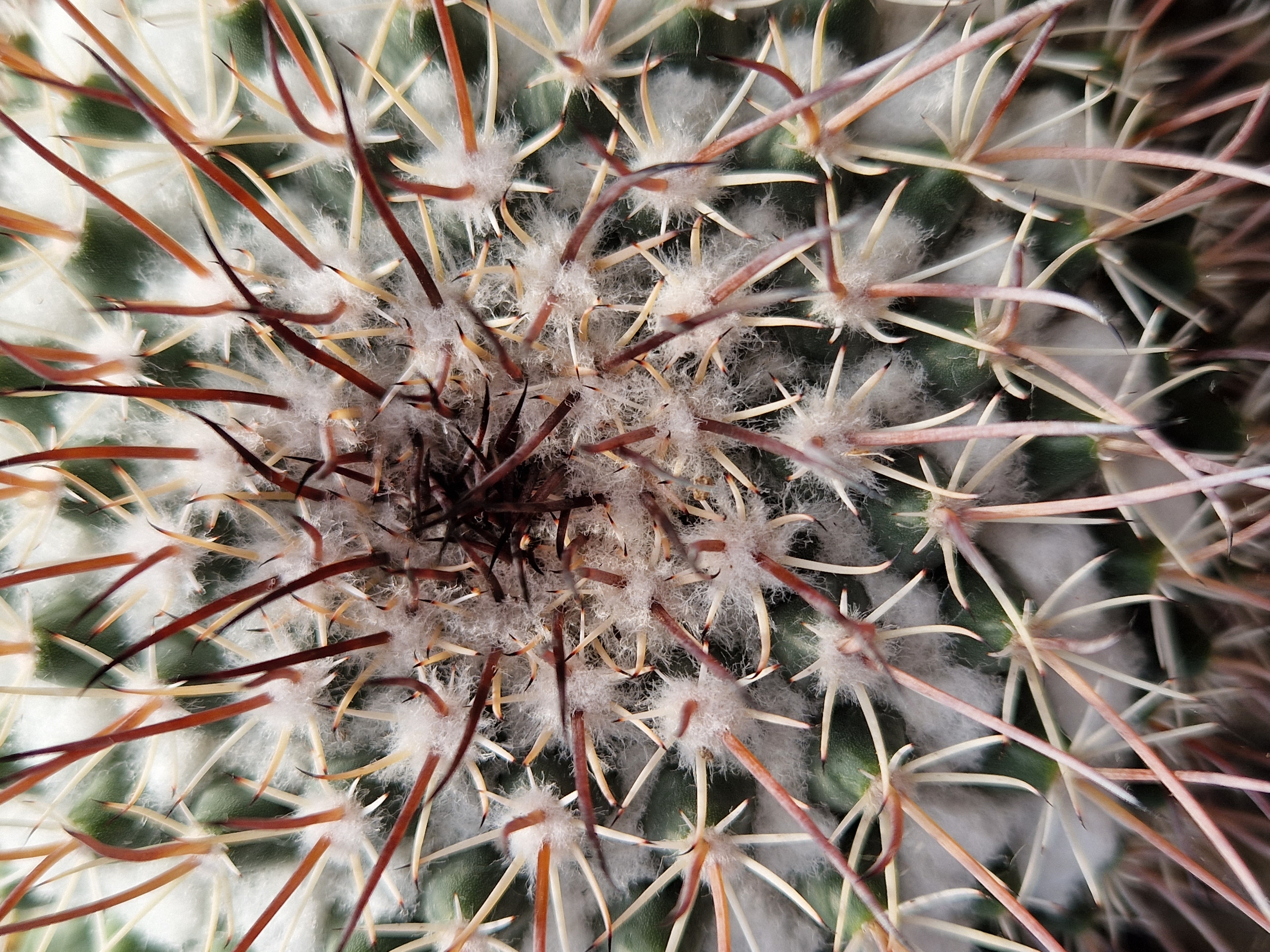 Mammillaria papasquariensis
