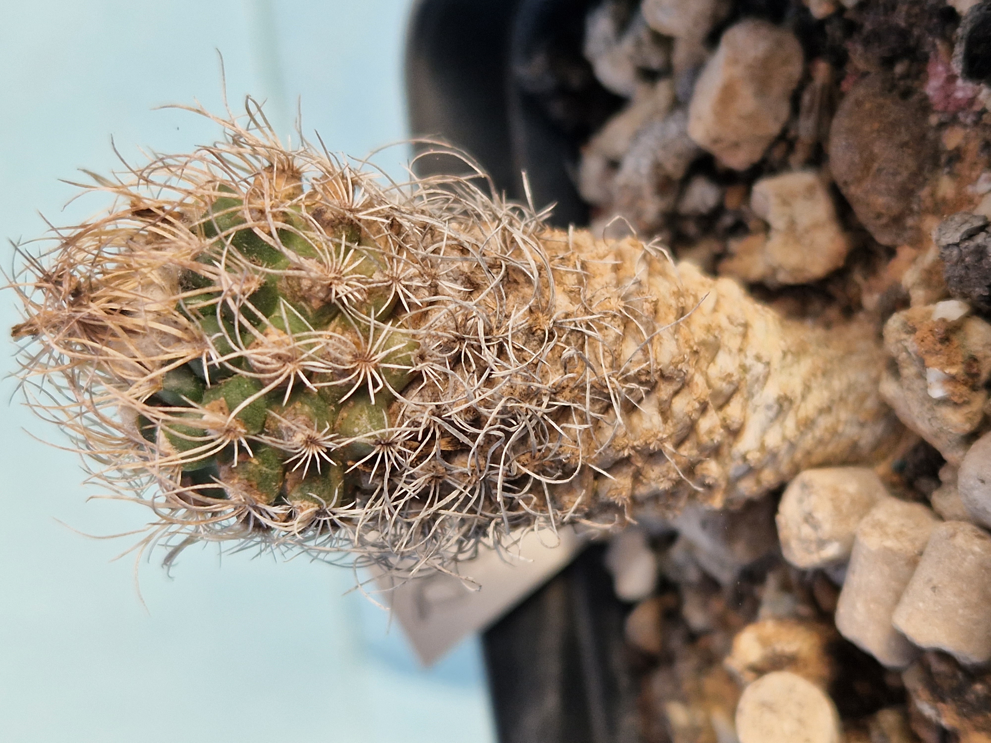 Turbinicarpus <br>krainzianus