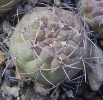 Matucana <br>ritteri 