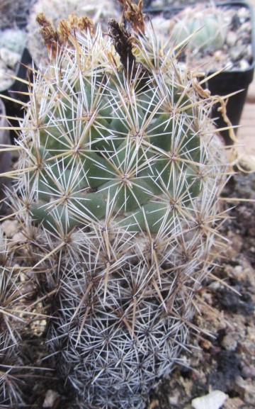 Coryphantha <br>sp