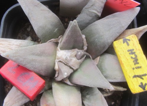 Ariocarpus <br>retusus elongatus