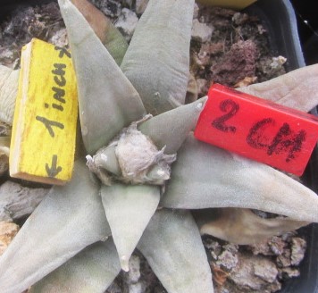 Ariocarpus <br>retusus elongatus