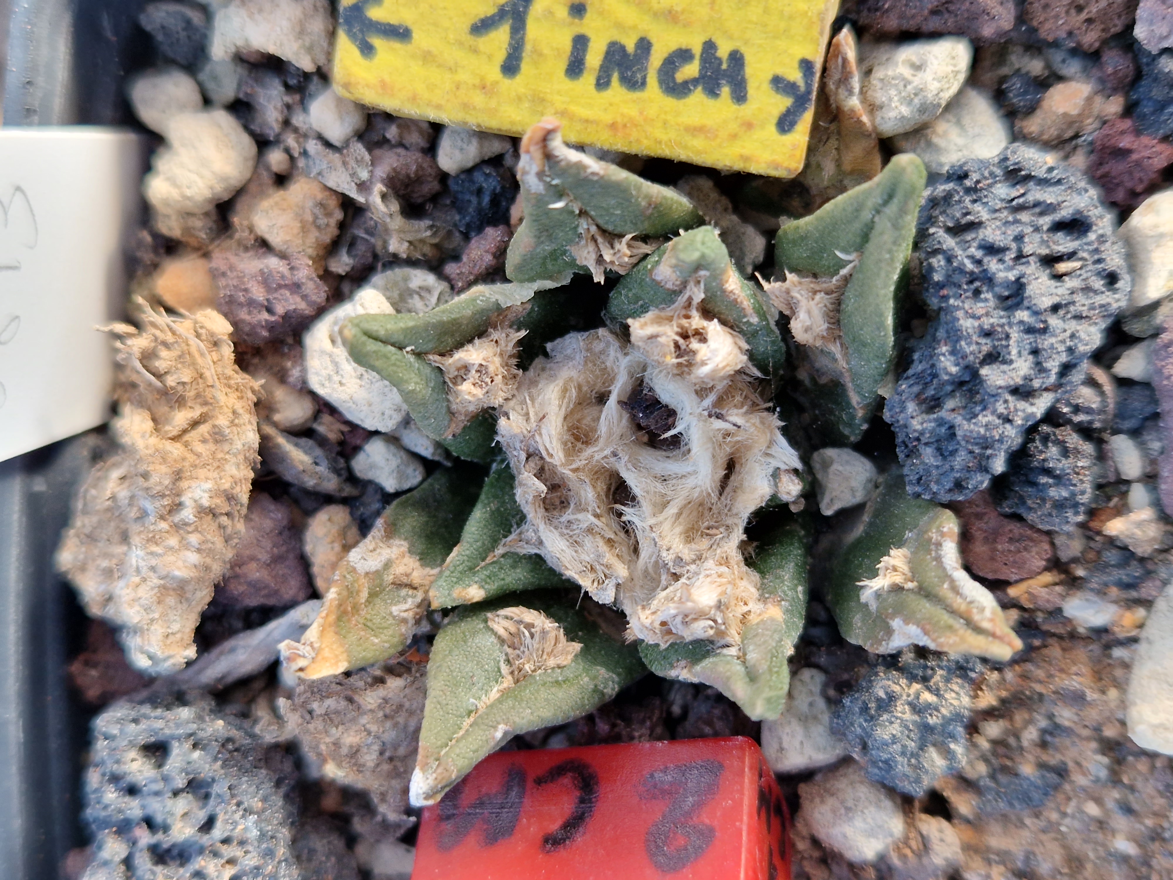 Ariocarpus <br>cv fissuratus x agav f2