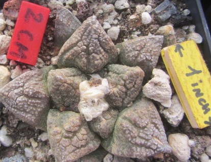Ariocarpus <br>fissuratus 
