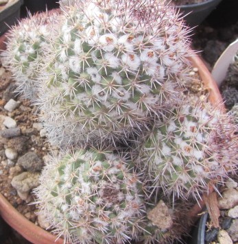 Mammillaria <br>eichlami 