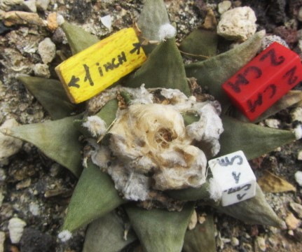 Ariocarpus cv f2 furf x scaphirostris