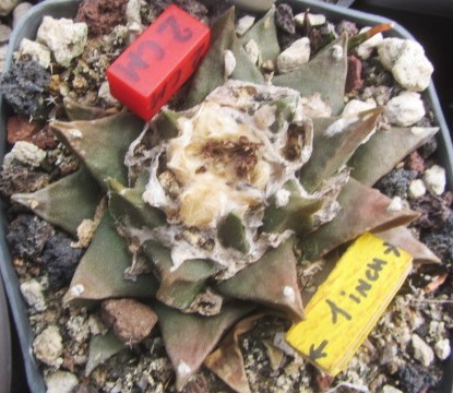 Ariocarpus cv f2 furf x scaphirostris