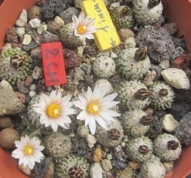 Turbinicarpus valdezianus albiflorus